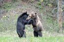 Grizzly-Black Bear Throwdown