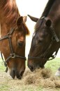 Horses Feeding