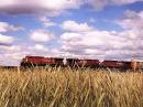 Canadian Wheat Fields & the CPR