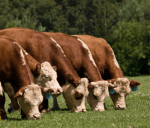 The bull is still and the cattle are grazing.